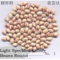 New Crop LSKB Round Shape